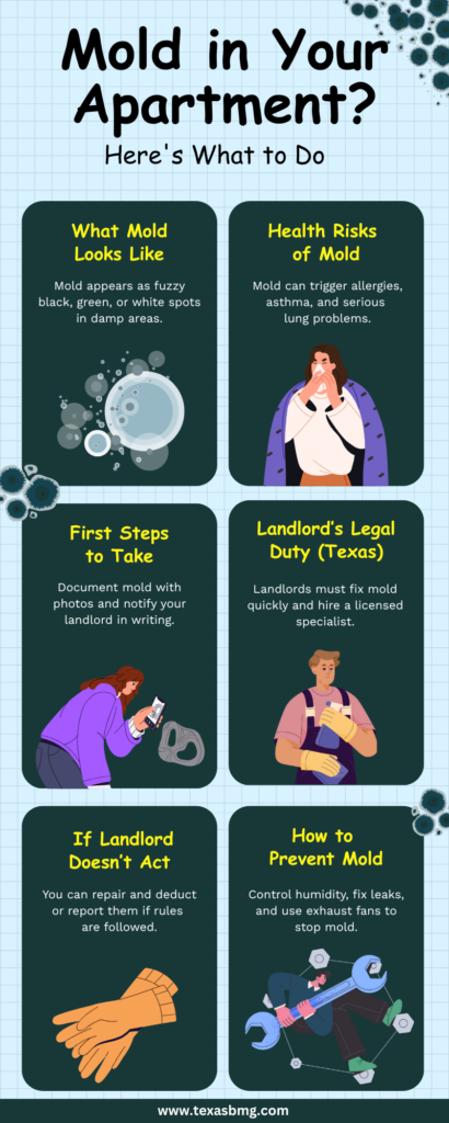 What to Do If Your Apartment Has Mold - Bay Management Group Texas - Off-Grid Penthouse Apartment Fungus And Mold Growth Systems