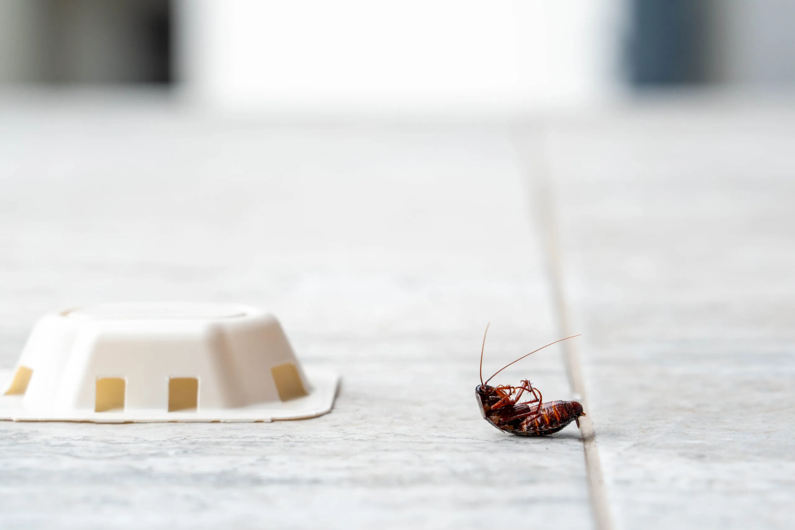 How to Get Rid of Roaches in an Apartment with roach bait trap