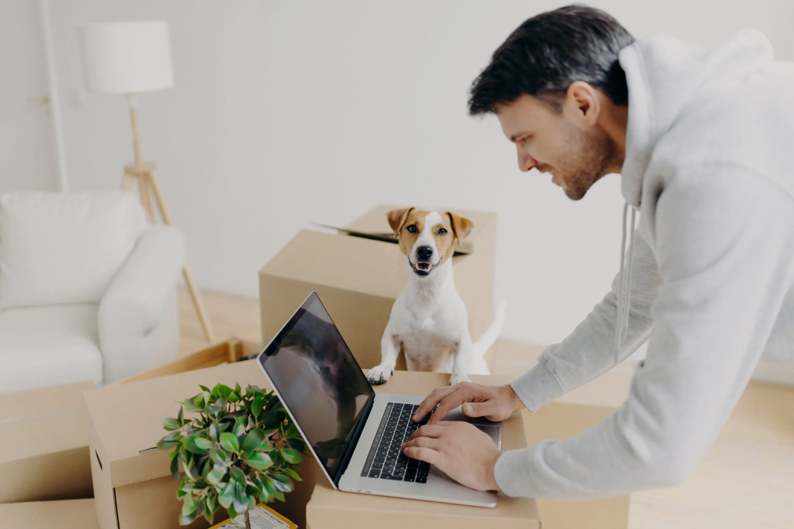 Satisfied hard working man busy searching information on laptop computer standing on cardboard boxes, his emotional support pet poses near
