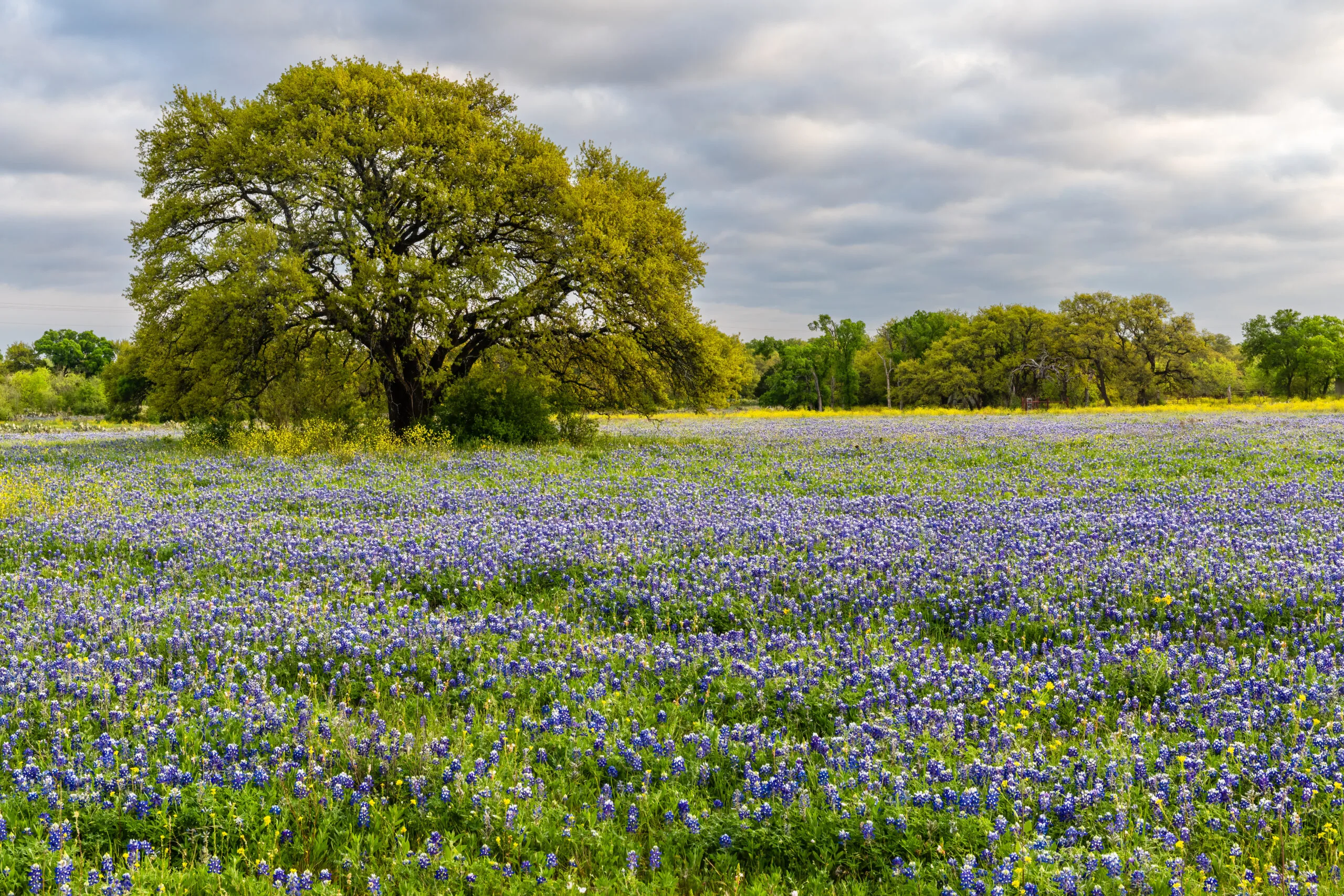 field of Texas bluebonnets | Bay Management Group Texas