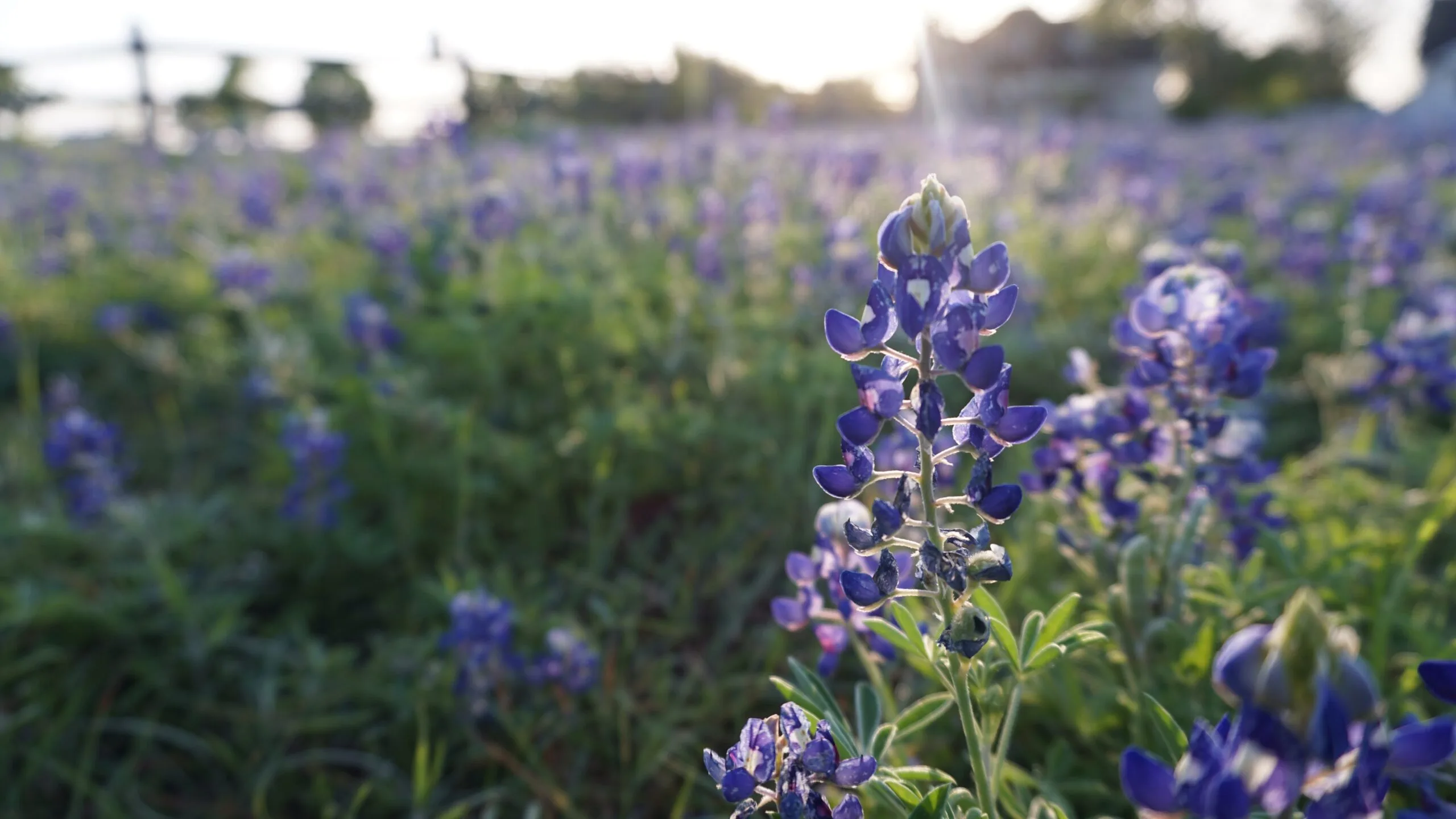 Bluebonnets blooming in a Pflugerville park in spring